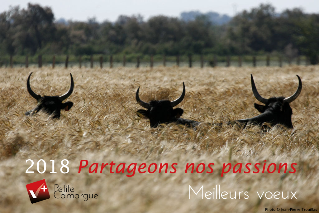Meilleurs vœux 2018