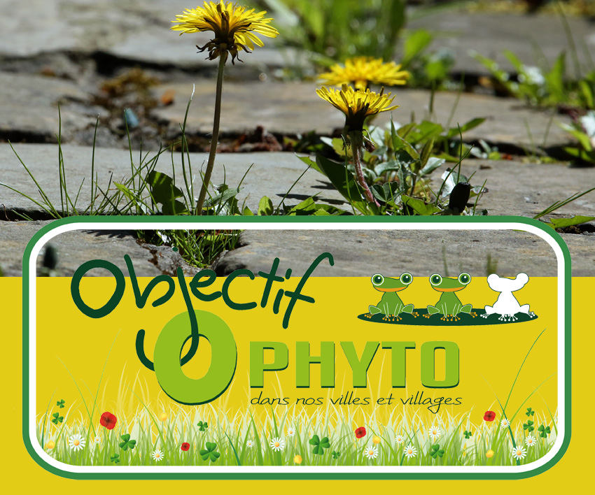 Balades à la découverte des plantes sauvages qui poussent dans nos rues