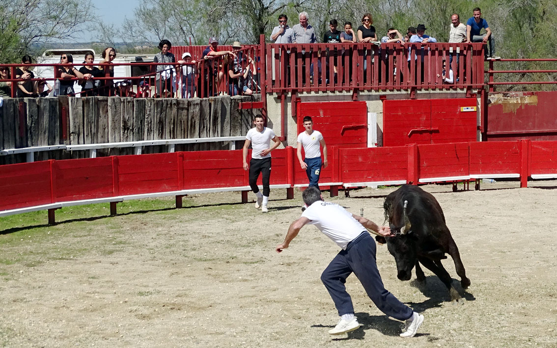 A la découverte des traditions taurines et du patrimoine camarguais