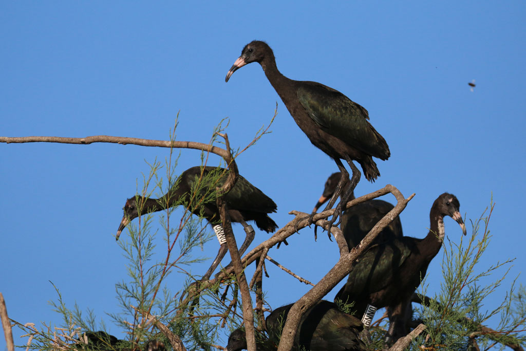 Réserve Naturelle Régionale du Scamandre : Baguage des Ibis falcinelles