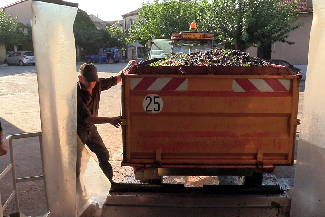 Les vendanges battent leur plein à la cave de Vauvert